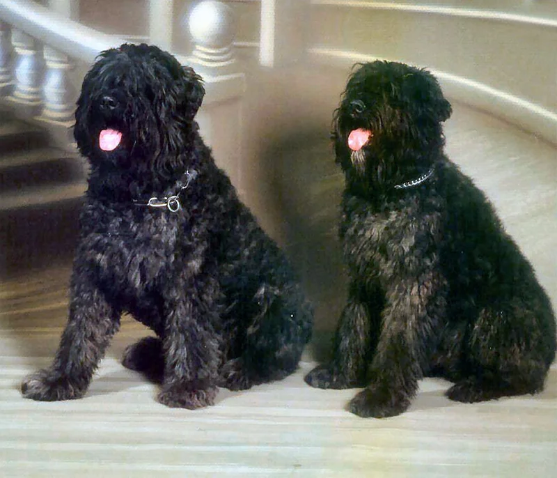 Bouvier des Flandres, a 88% match to Molossus of Epirus