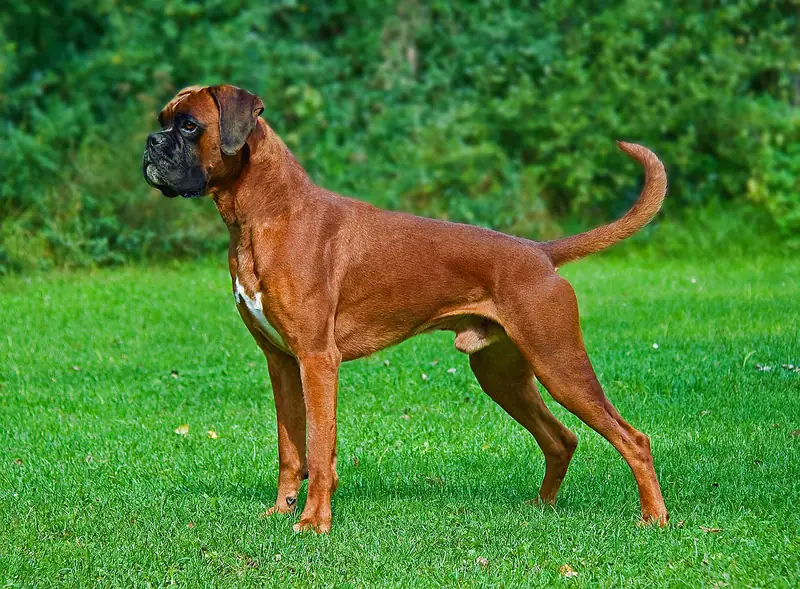 Boxer - Working breed, Energetic and Intelligent