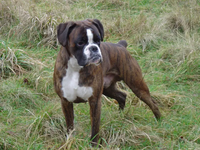 Boxer photo thumbnail 2