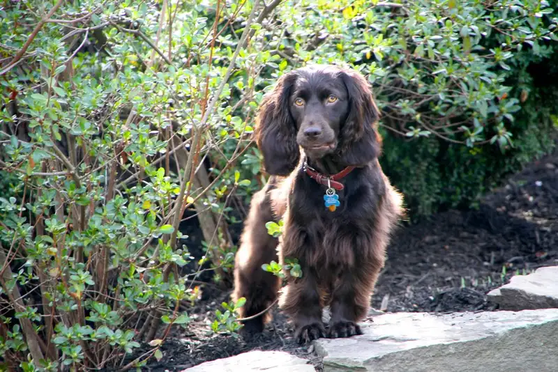 Boykin Spaniel photo thumbnail 1