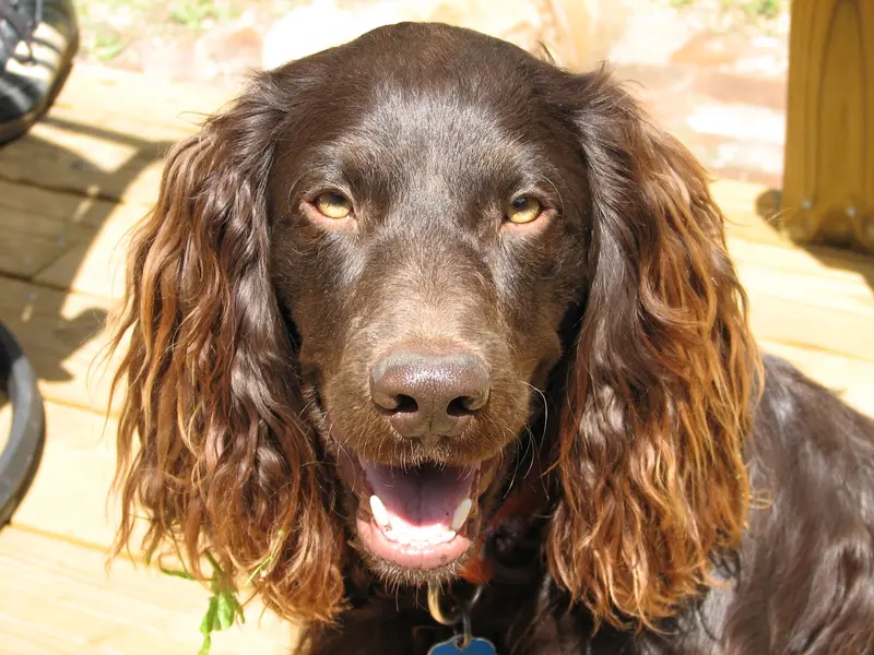 Boykin Spaniel photo thumbnail 3