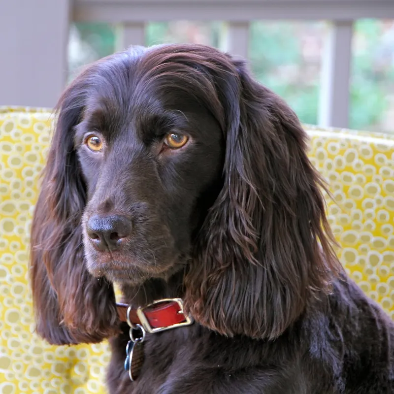 Boykin Spaniel, a 88% match to Flat-coated Retriever