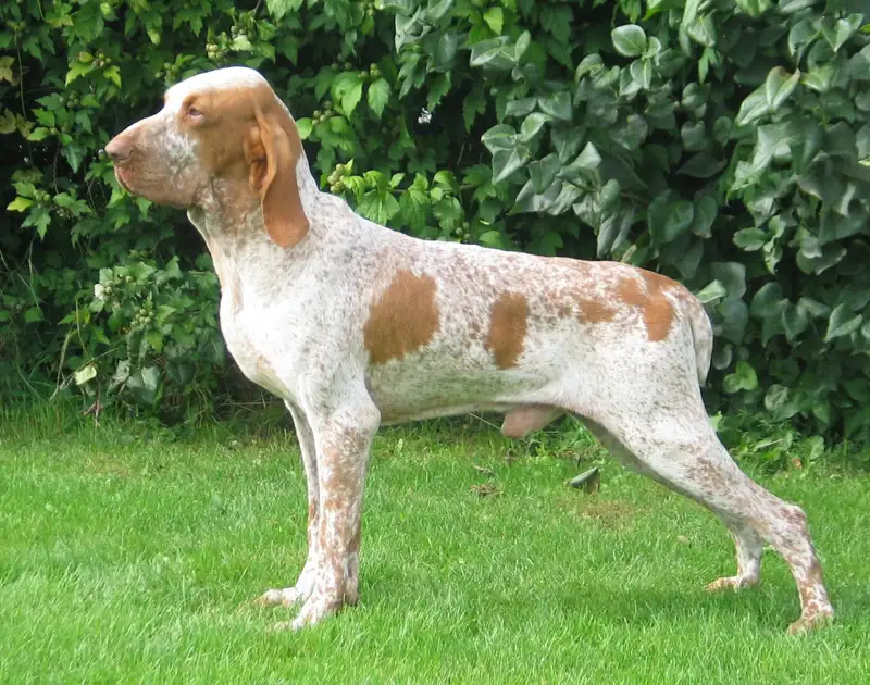 Bracco Italiano - Sporting breed known for being Affectionate and Energetic