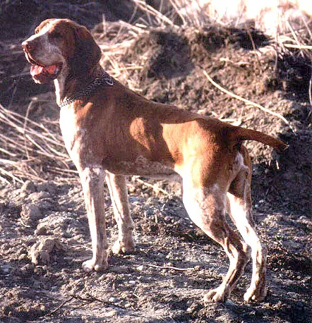 Bracco Italiano photo thumbnail 2
