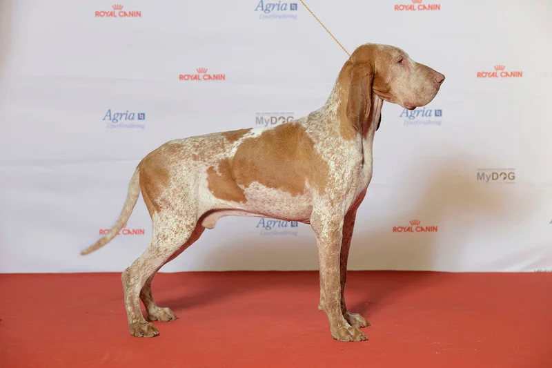 Bracco Italiano photo thumbnail 3