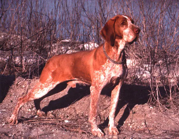 Bracco Italiano photo thumbnail 4