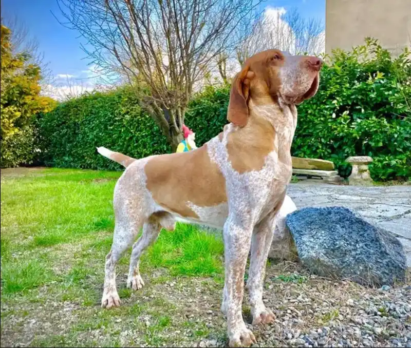 Bracco Italiano, a 91% match to Braque du Bourbonnais