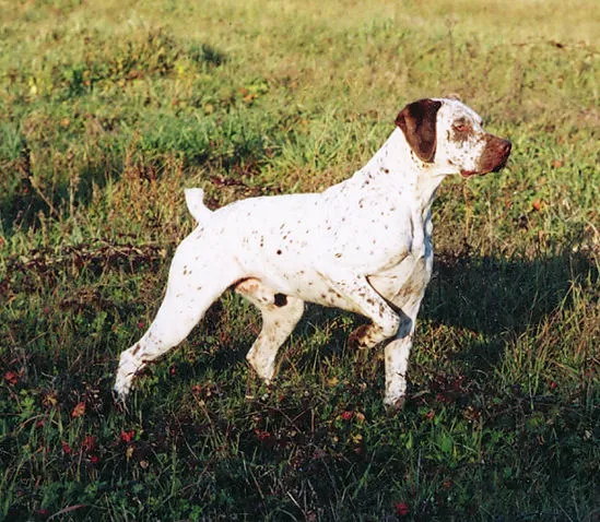 Braque du Bourbonnais - Sporting breed known for being Affectionate and Energetic