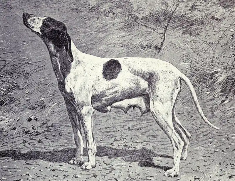 Braque Dupuy photo thumbnail 3