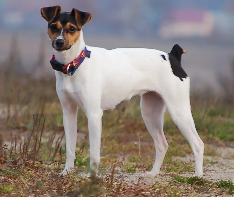 Brazilian Terrier, a 89% match to Teddy Roosevelt Terrier