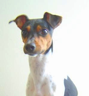 Brazilian Terrier photo thumbnail 5