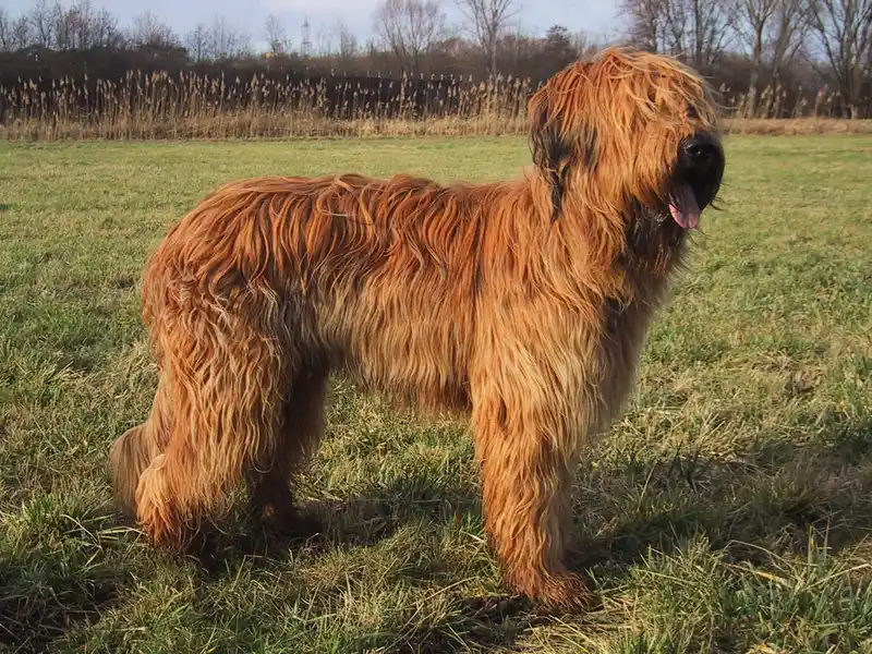 Briard photo thumbnail 1