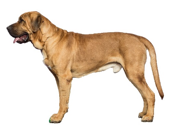 Broholmer - Molosser breed known for being Affectionate and Calm