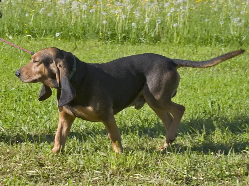 Bruno Jura Hound, a 90% match to Treeing Walker Coonhound