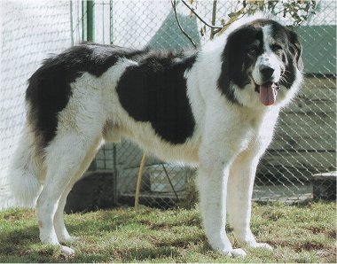 Bucovina Shepherd Dog, a 89% match to Armenian Gampr