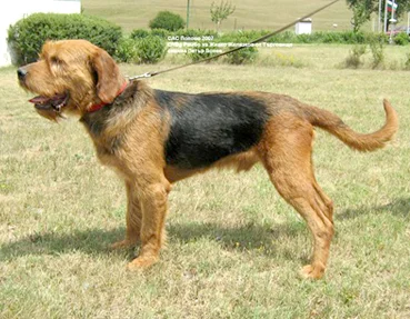 Bulgarian Hound, a 89% match to Africanis