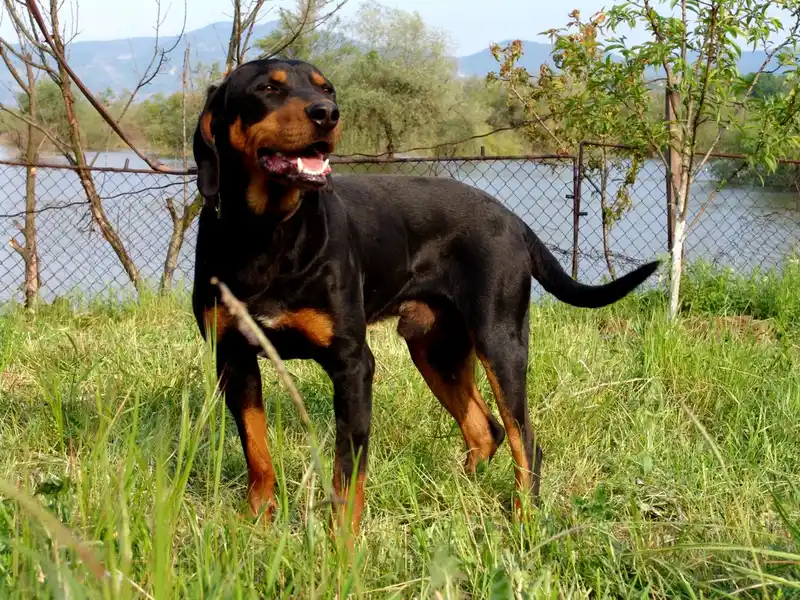 Bulgarian Scenthound, a 90% match to Beagle-Harrier