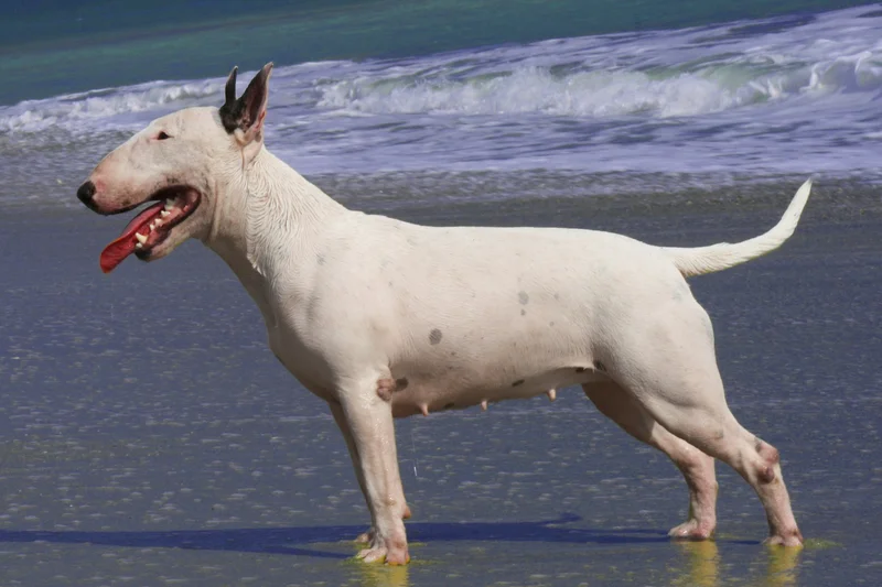 Bull Terrier photo thumbnail 1