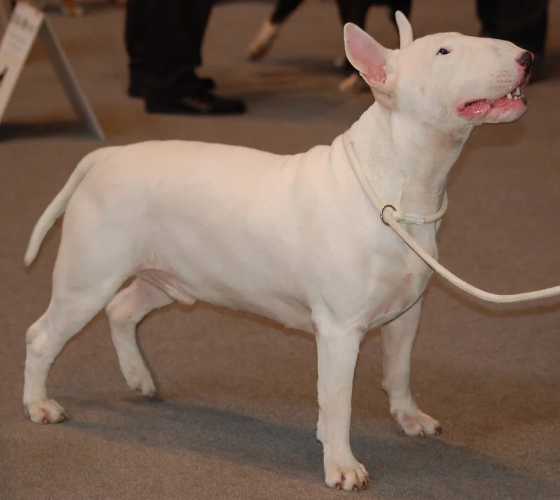 Bull Terrier - Terrier breed, Affectionate and Energetic