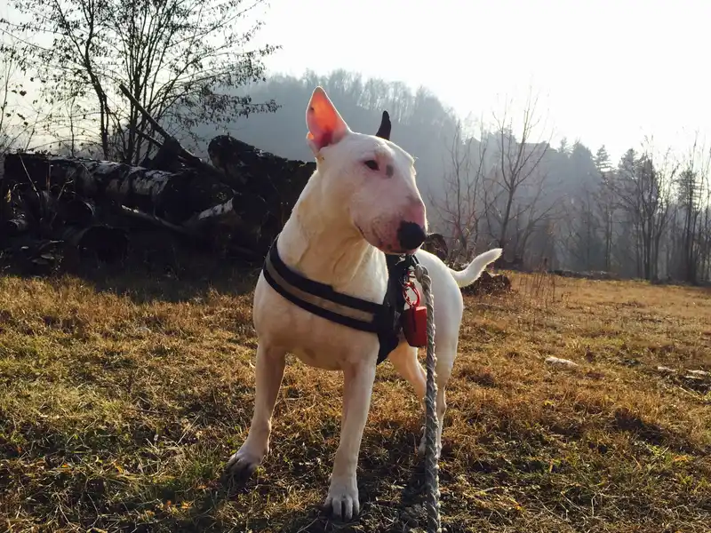 Bull Terrier photo thumbnail 6