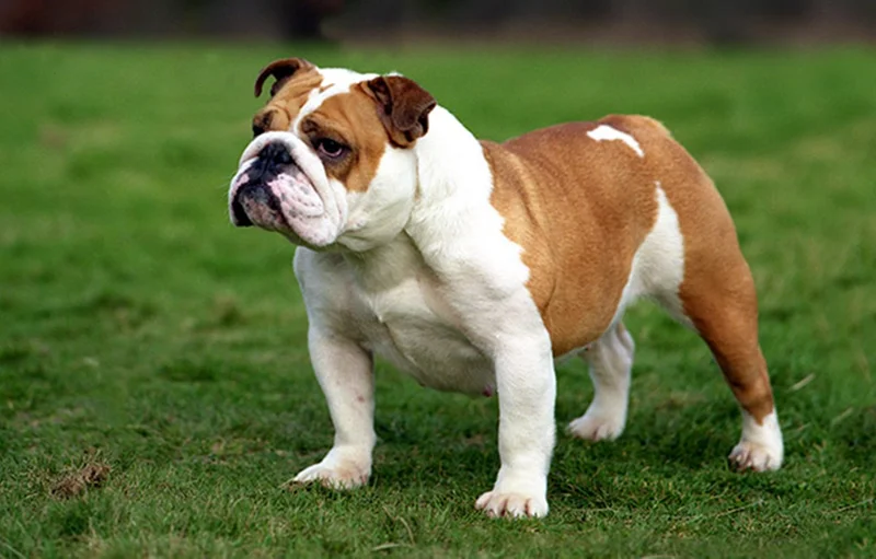 Bulldog photo thumbnail 1