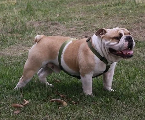 Bulldog photo thumbnail 4
