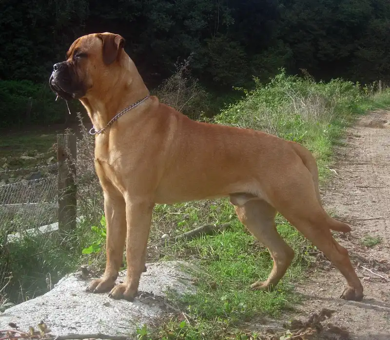 Bullmastiff - Working breed, Calm and Gentle
