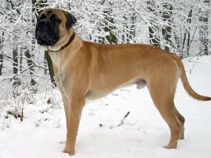Bullmastiff photo thumbnail 3