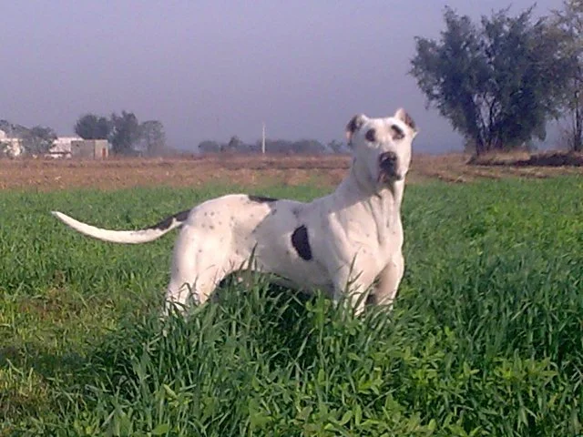 Bully Kutta, a 89% match to Alano Español