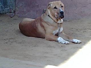 Bully Kutta photo thumbnail 3