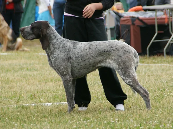Burgos Pointer, a 89% match to Old Spanish Pointer