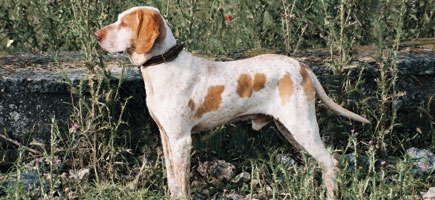 Ca Me Mallorqui - Herding breed known for being Courageous and Independent