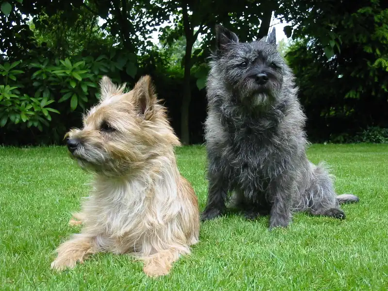 Cairn Terrier - Terrier breed, Clever and Independent