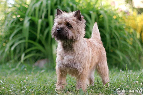 Cairn Terrier photo thumbnail 3