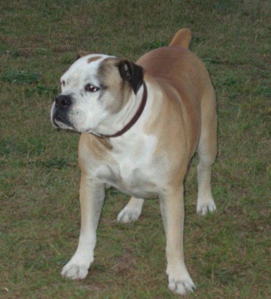 Campeiro Bulldog - Molosser breed known for being Affectionate and Alert