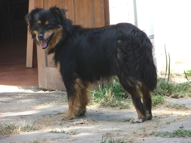 Can de Chira photo thumbnail 2