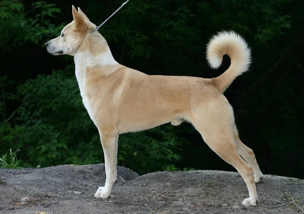 Canaan Dog - Herding breed known for being Affectionate and Alert