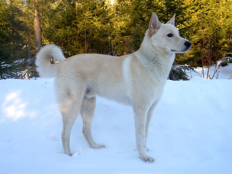 Canaan Dog photo thumbnail 2