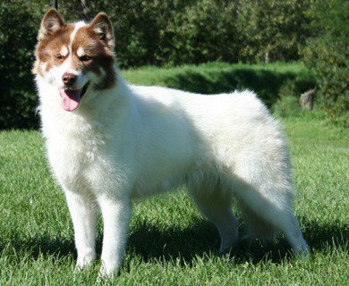 Canadian Eskimo Dog, a 87% match to Alaskan Husky