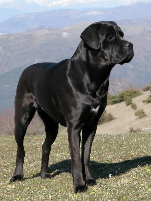 Cane Corso, a 83% match to Neapolitan Mastiff