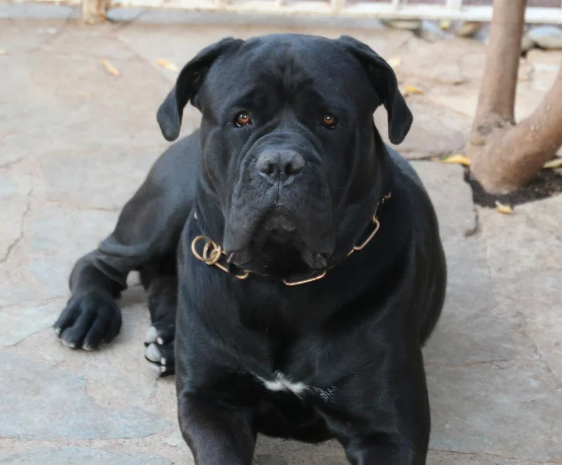 Cane Corso photo thumbnail 3