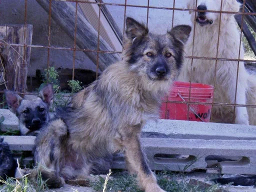 Cane Paratore - Working breed known for being Affectionate and Confident