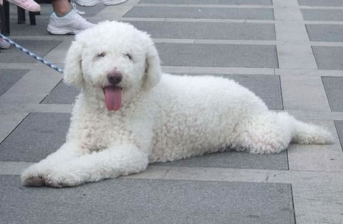 Cantabrian Water Dog, a 89% match to Bac Ha