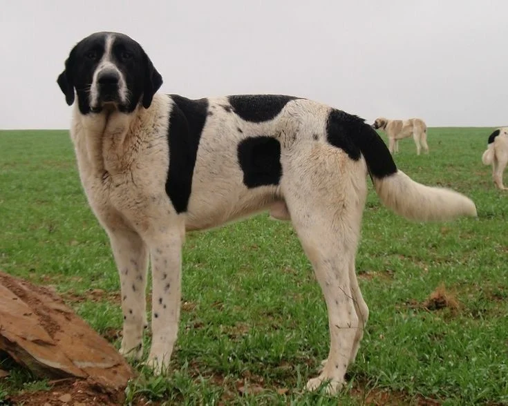 Cao de Gado Transmontano, a 85% match to Fila Brasileiro