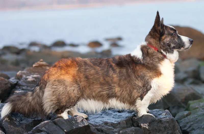 Cardigan Welsh Corgi, a 85% match to Shetland Sheepdog