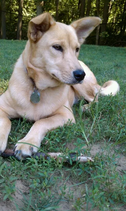 Carolina Dog photo thumbnail 1