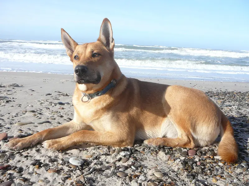 Carolina Dog, a 89% match to Schillerstovare