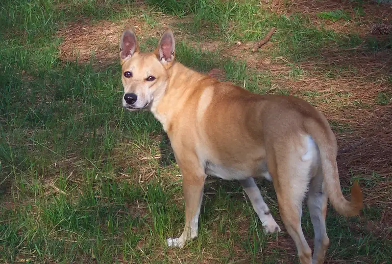 Carolina Dog photo thumbnail 3
