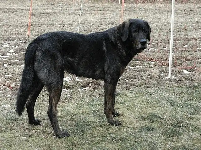 Cao de Castro Laboreiro, a 87% match to Transylvanian Hound