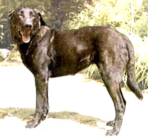 Cao de Castro Laboreiro photo thumbnail 2